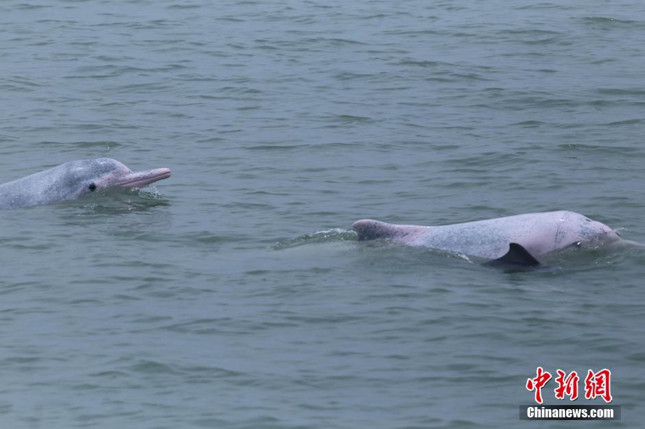 Reproduction de dauphins de Chine : le miracle de la baie de Beibu