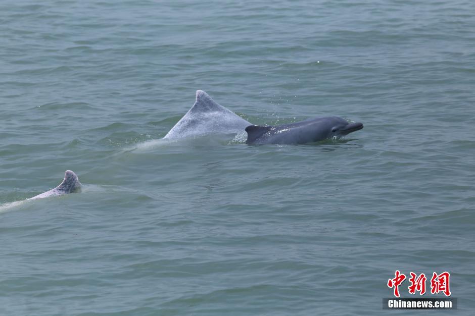 Reproduction de dauphins de Chine : le miracle de la baie de Beibu