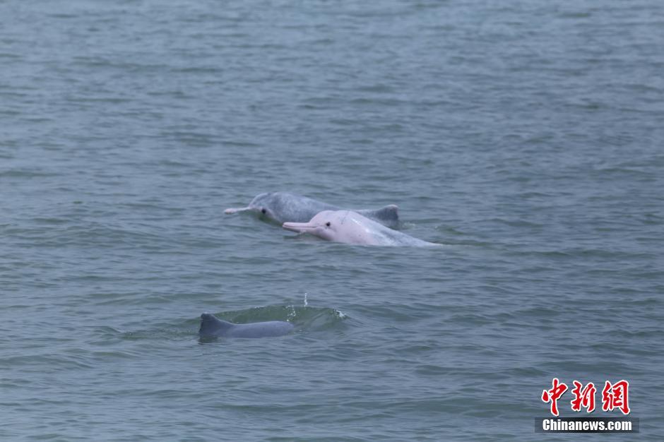 Reproduction de dauphins de Chine : le miracle de la baie de Beibu