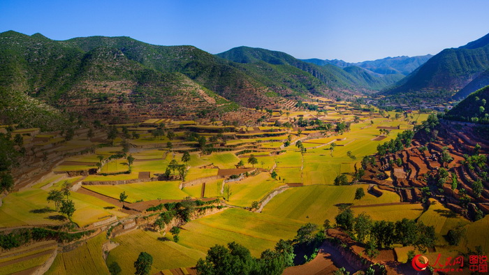 Le Henan et ses paysages de champs dorés 