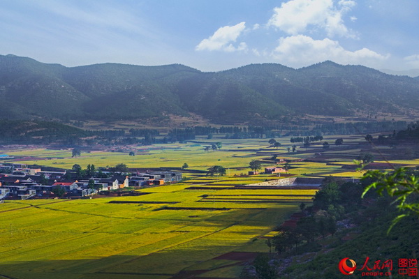 Le Henan et ses paysages de champs dorés 