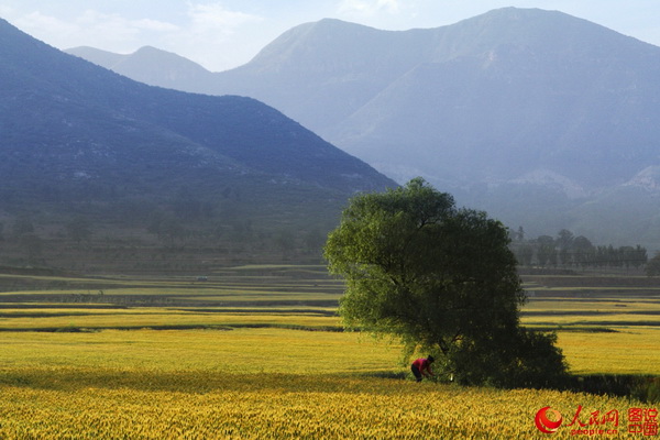 Le Henan et ses paysages de champs dorés 