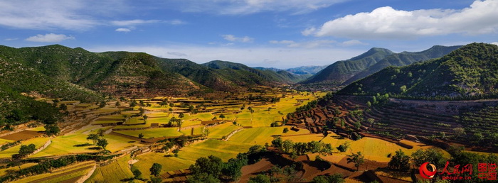 Le Henan et ses paysages de champs dorés 