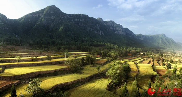 Le Henan et ses paysages de champs dorés 