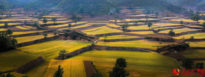 Le Henan et ses paysages de champs dorés 