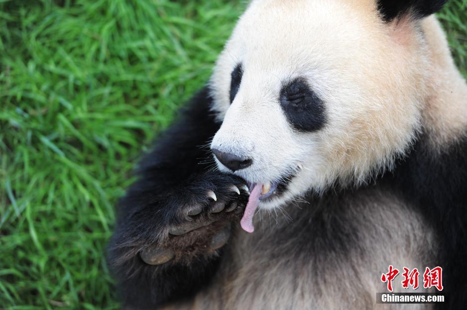 Traitement de faveur pour les pandas du Parc de Kunming pour le Festival Duanwu