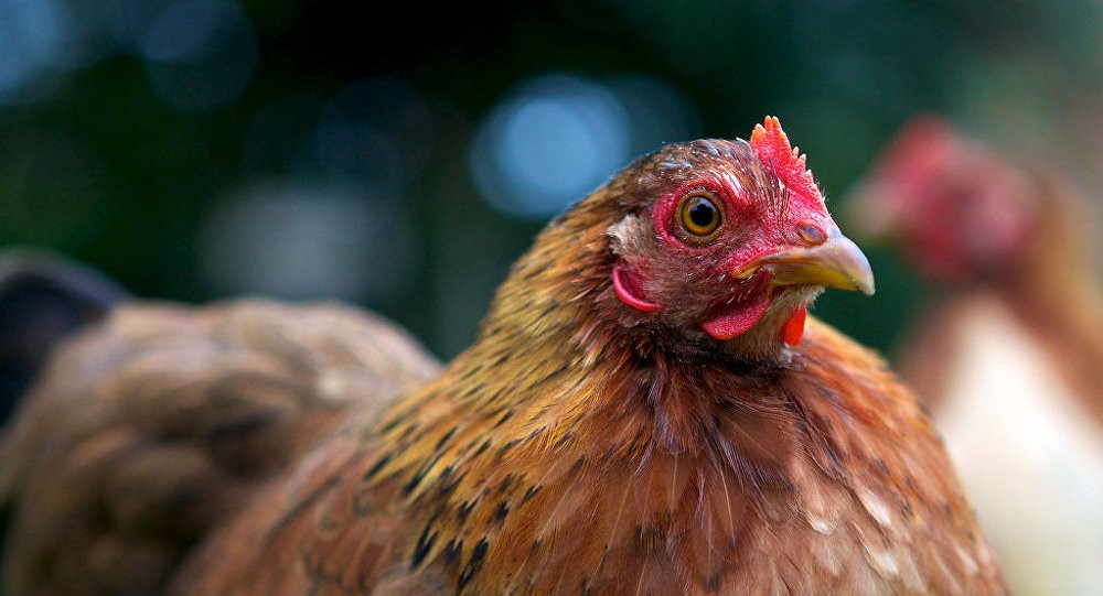 Pour Bill Gates, les poulets sont plus utiles que les ordinateurs pour lutter contre la pauvreté