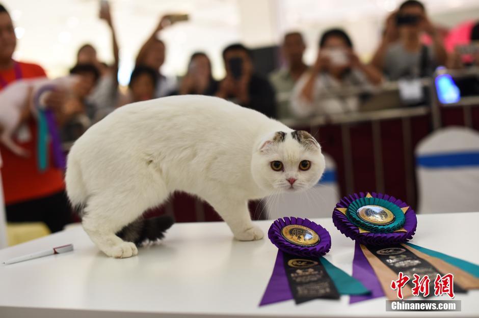 Des chats exceptionnels à Taiyuan