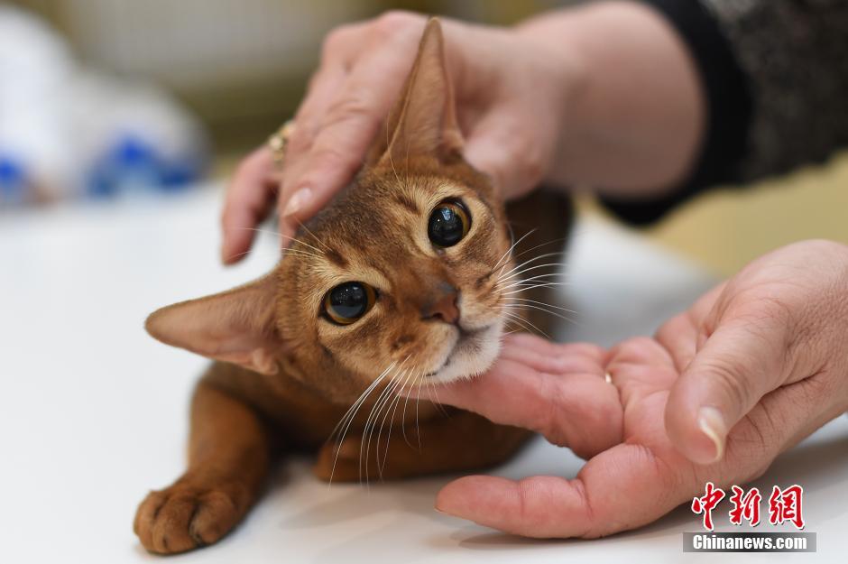 Des chats exceptionnels à Taiyuan