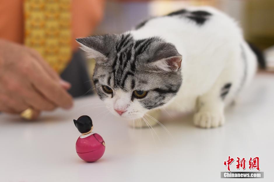 Des chats exceptionnels à Taiyuan