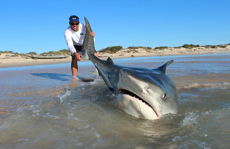 Australie : dix grands requins capturés