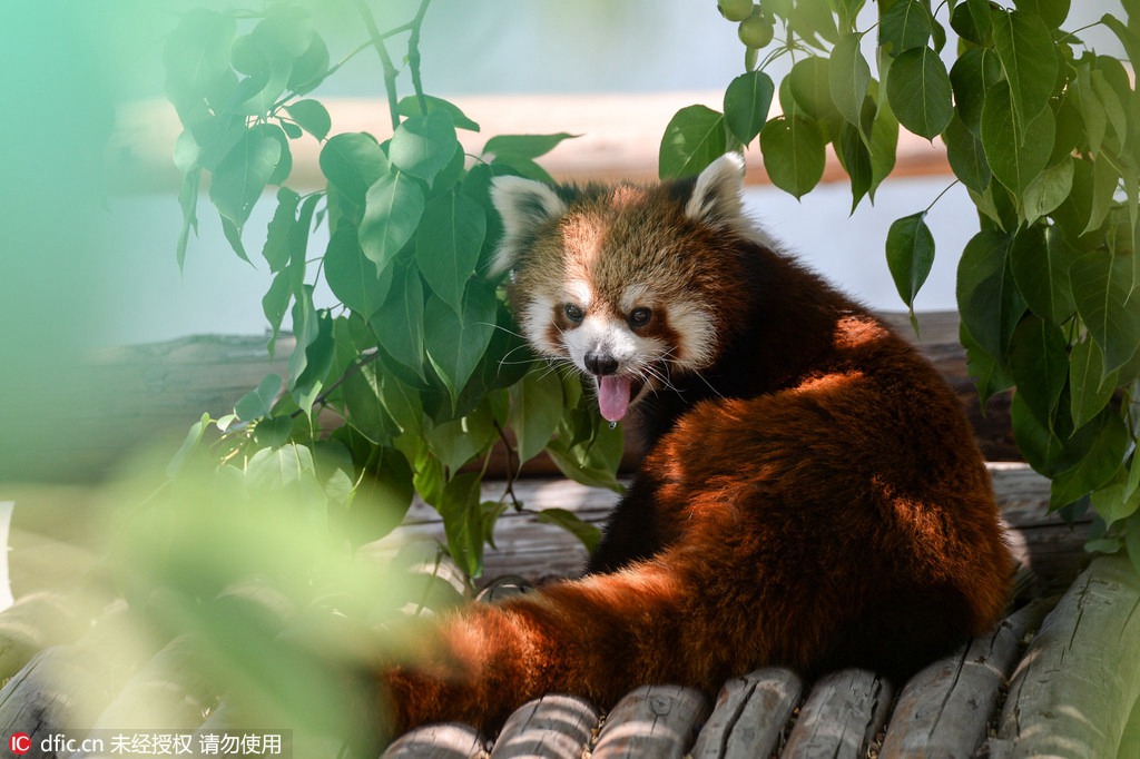 Canicule : des rafra?chissements pour les animaux du zoo de Beijing 