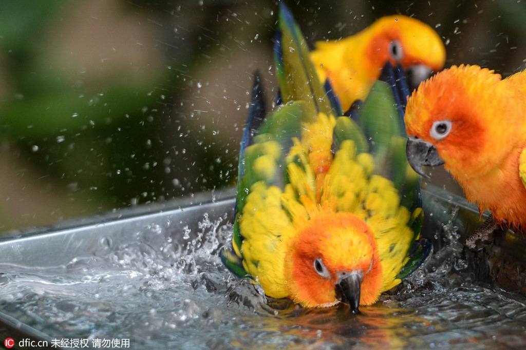 Canicule : des rafra?chissements pour les animaux du zoo de Beijing 