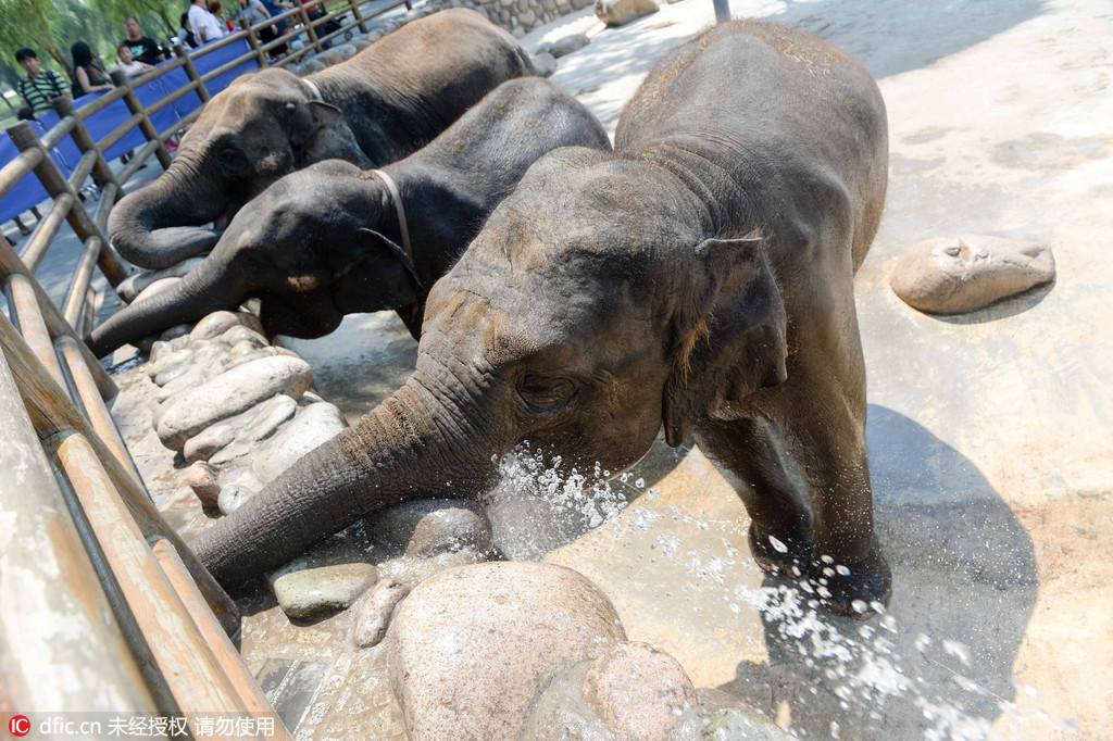 Canicule : des rafra?chissements pour les animaux du zoo de Beijing 