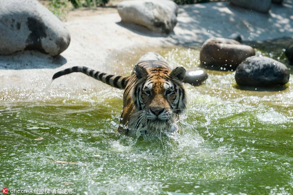 Canicule : des rafra?chissements pour les animaux du zoo de Beijing 