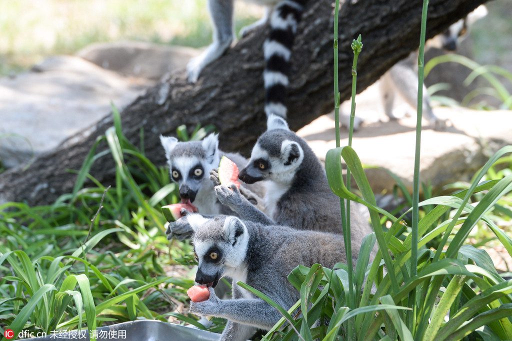 Canicule : des rafra?chissements pour les animaux du zoo de Beijing 