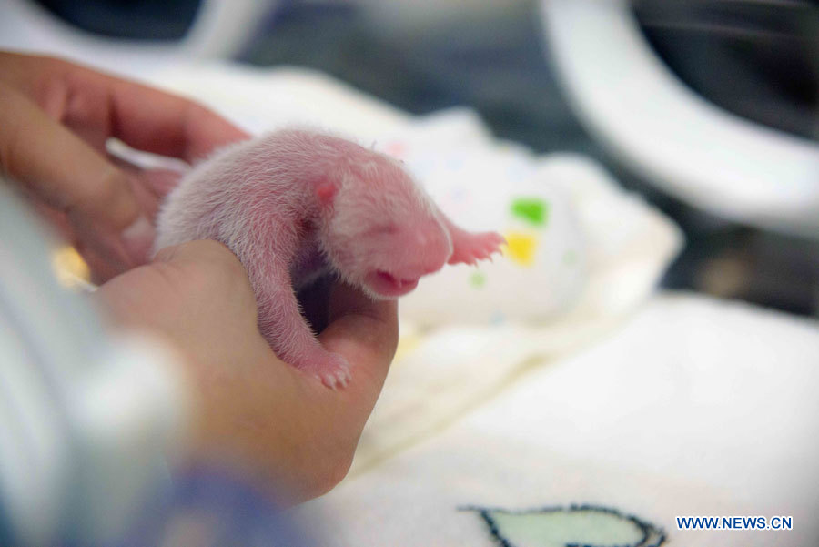 Naissance de pandas géants jumeaux à Macao