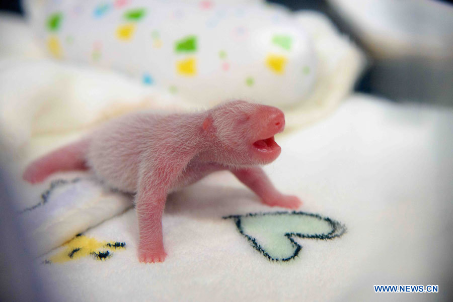 Naissance de pandas géants jumeaux à Macao