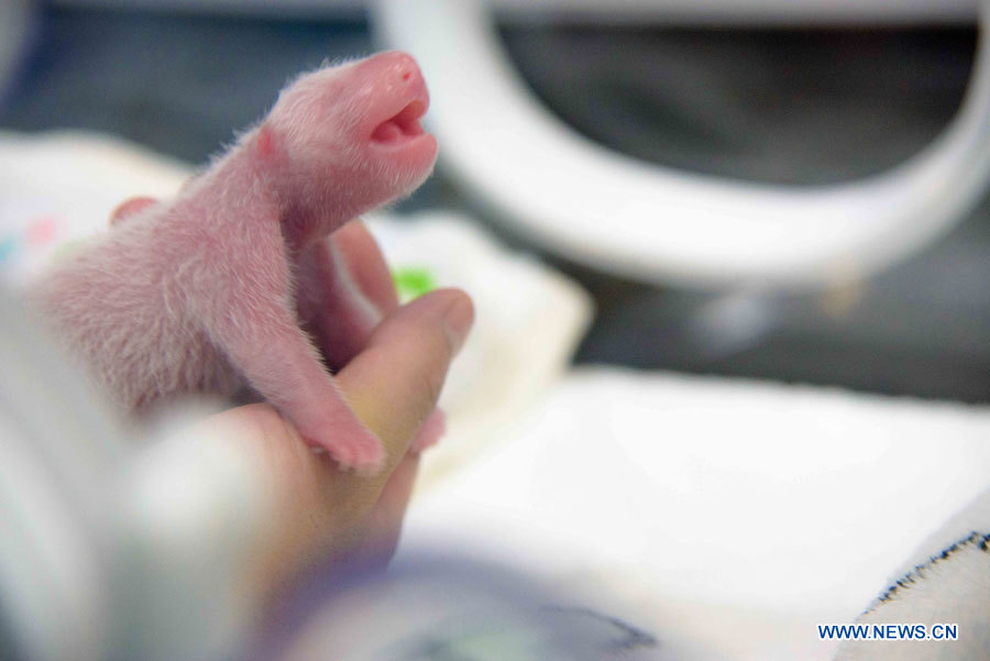 Naissance de pandas géants jumeaux à Macao