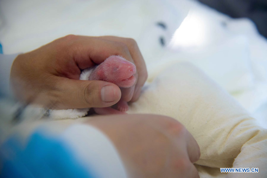 Naissance de pandas géants jumeaux à Macao