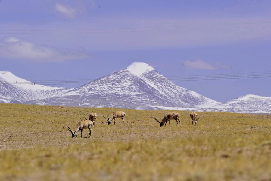 Dixième anniversaire de la voie ferrée Qinghai-Tibet