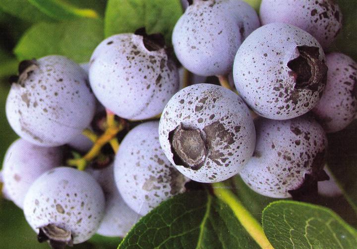 Le marché chinois bient?t envahi par des bleuets canadiens