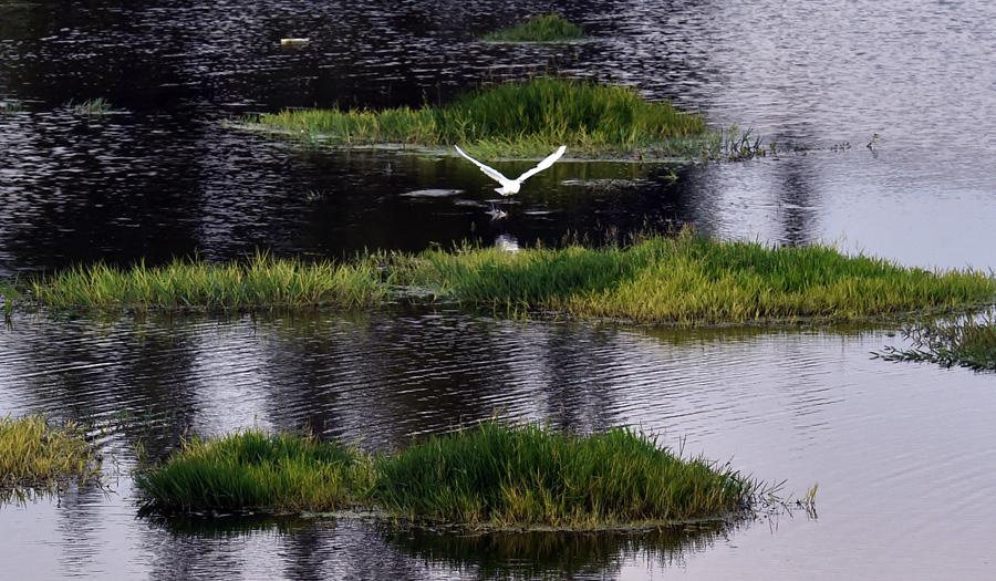 Des terrains humides pour la préservation du lac Dianchi 