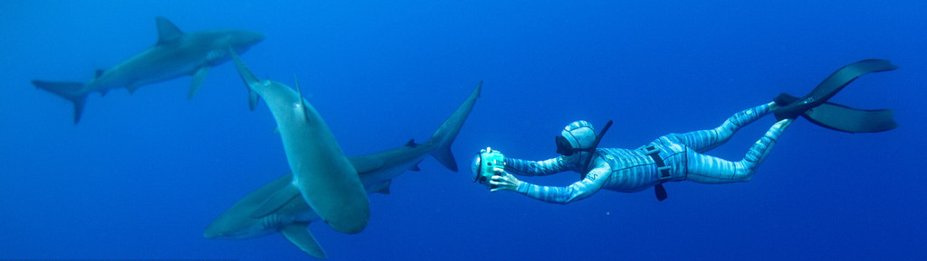 Une société néo-zélandaise développe une ? combinaison furtive ? qui permet de nager sans crainte des requins