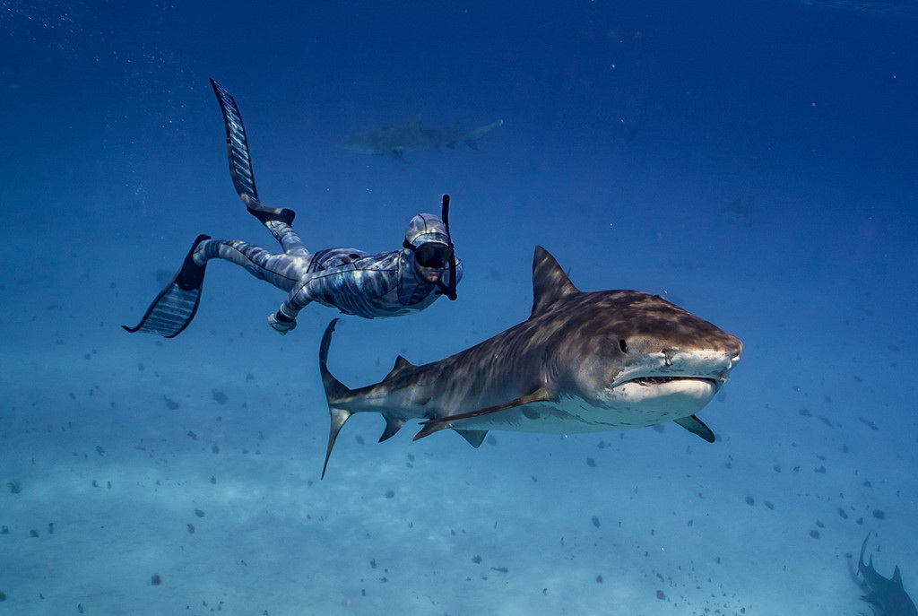 Une société néo-zélandaise développe une ? combinaison furtive ? qui permet de nager sans crainte des requins