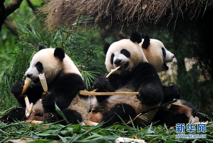 Les seuls triplés de pandas survivants du monde sont enfin sevrés