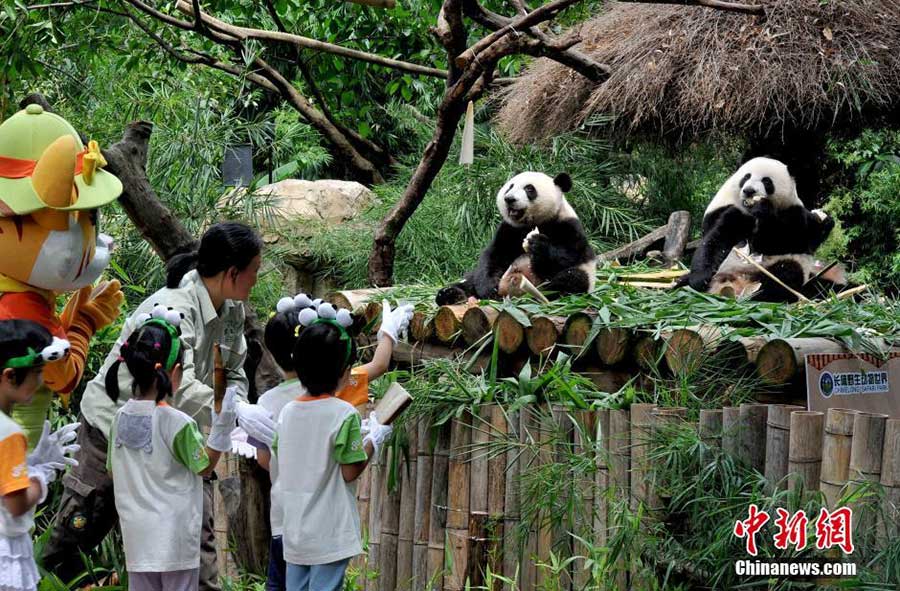 Les seuls triplés de pandas survivants du monde sont enfin sevrés