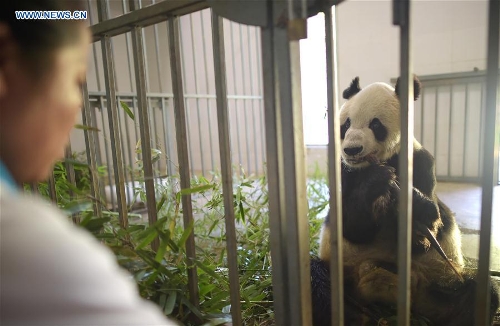 Huit pandas ? centenaires ? vivent encore dans la base de Dujiangyan