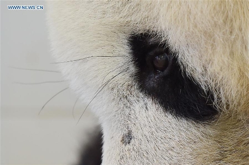 Huit pandas ? centenaires ? vivent encore dans la base de Dujiangyan