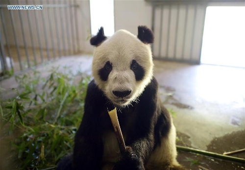 Huit pandas ? centenaires ? vivent encore dans la base de Dujiangyan