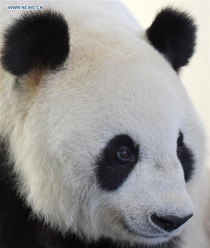 Huit pandas ? centenaires ? vivent encore dans la base de Dujiangyan