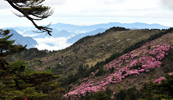 Hubei : Shennongjia sur la liste du patrimoine mondial