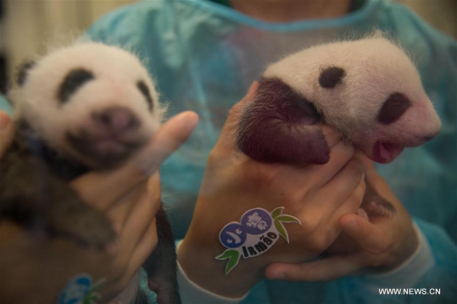 Macao : les petits pandas jumeaux à la rencontre du public 