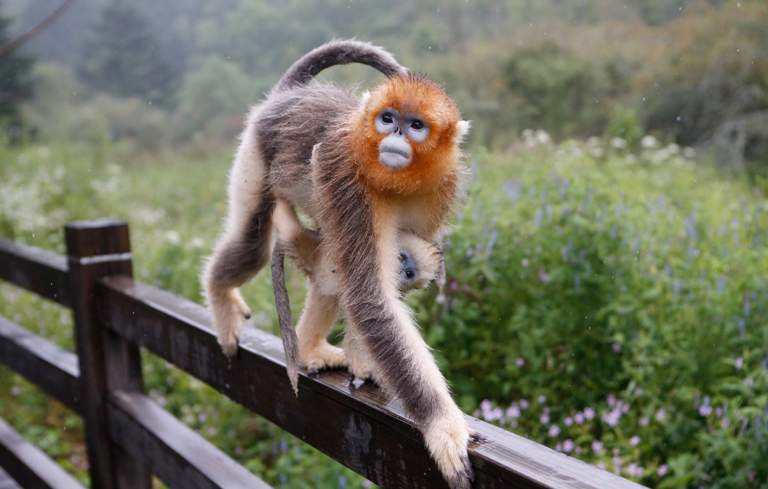 Protection des singes dorés par un Centre de recherche du Hubei