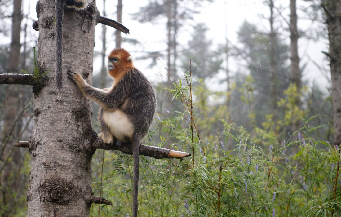 Protection des singes dorés par un Centre de recherche du Hubei