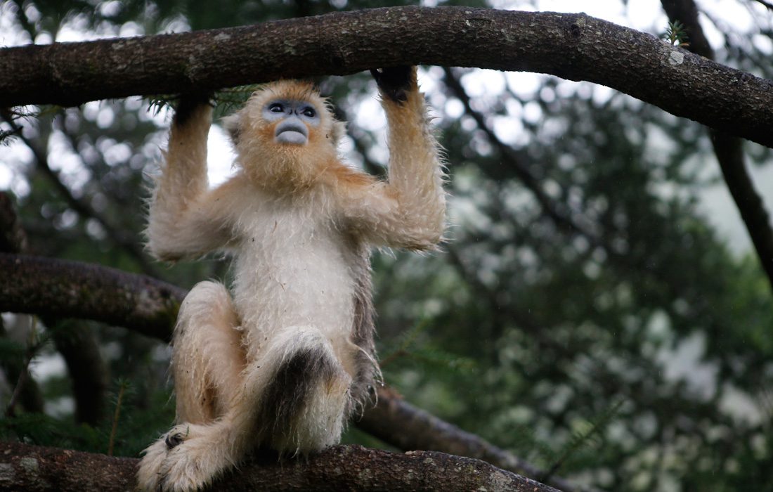 Protection des singes dorés par un Centre de recherche du Hubei