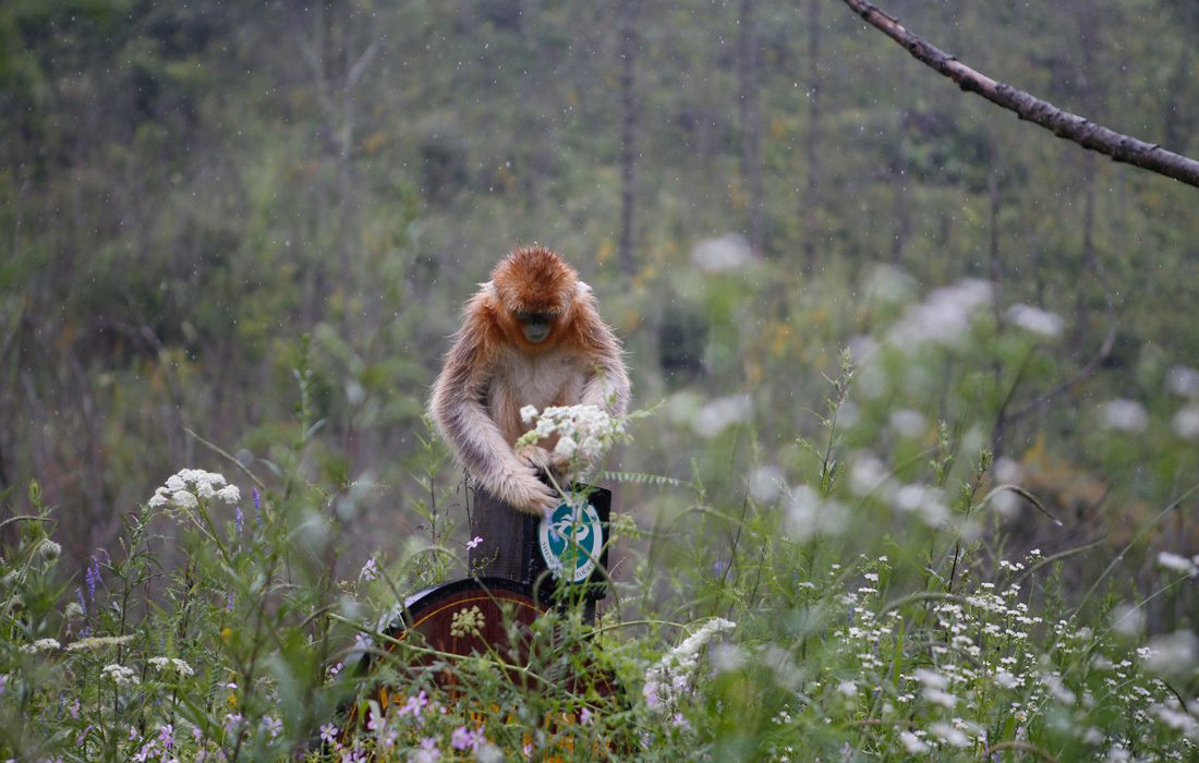 Protection des singes dorés par un Centre de recherche du Hubei