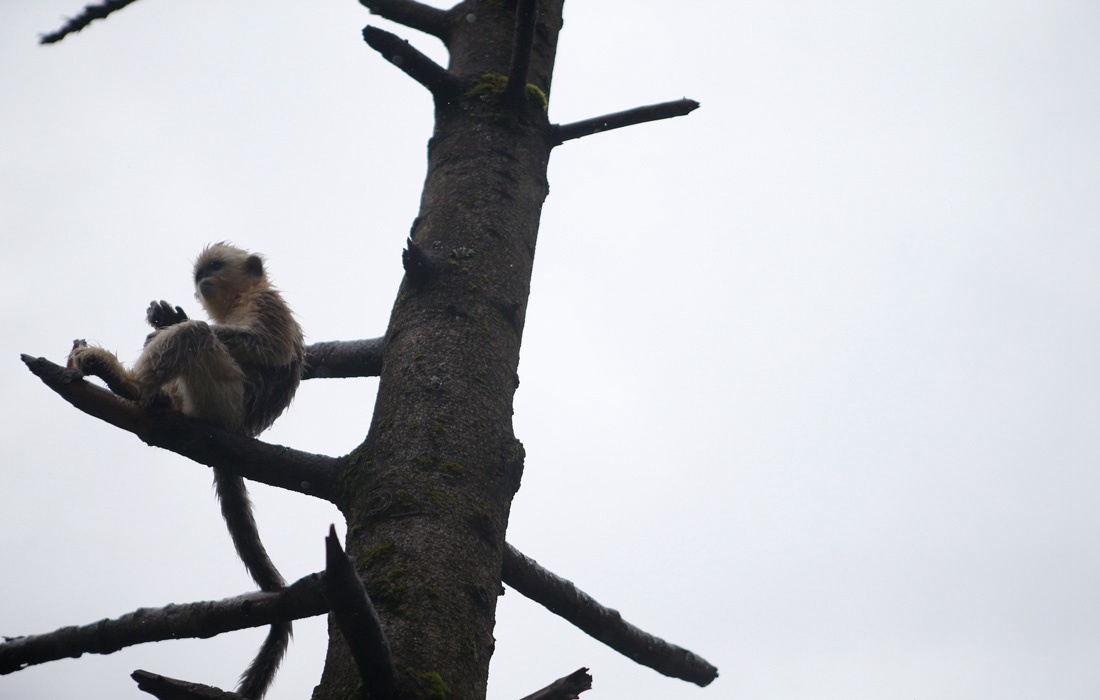 Protection des singes dorés par un Centre de recherche du Hubei