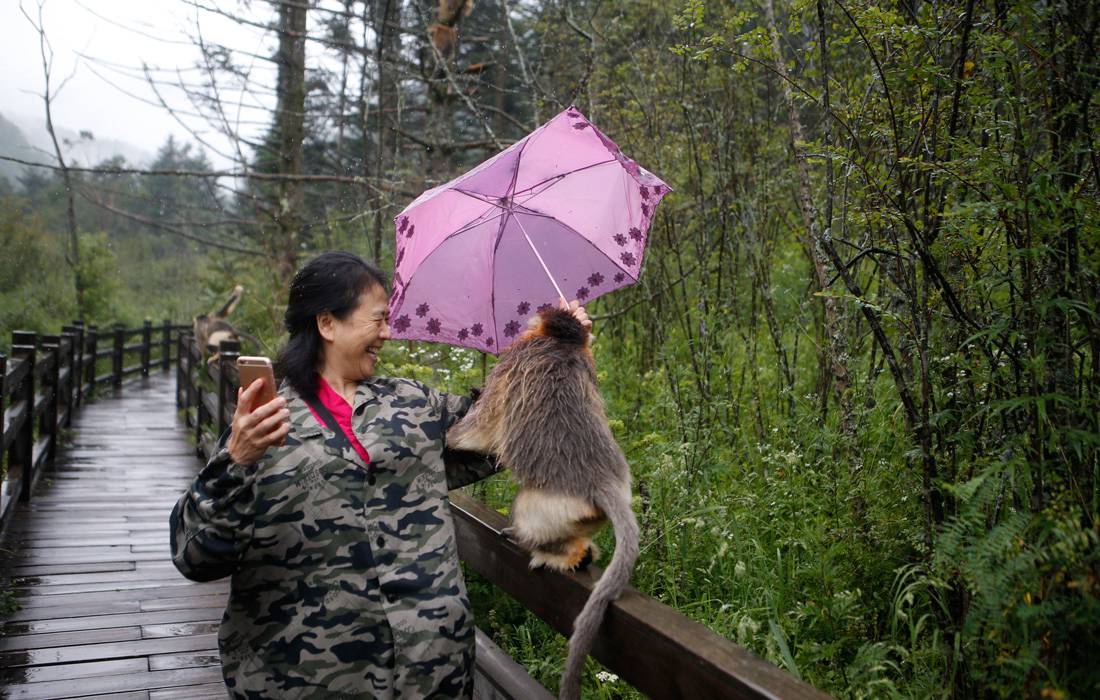 Protection des singes dorés par un Centre de recherche du Hubei