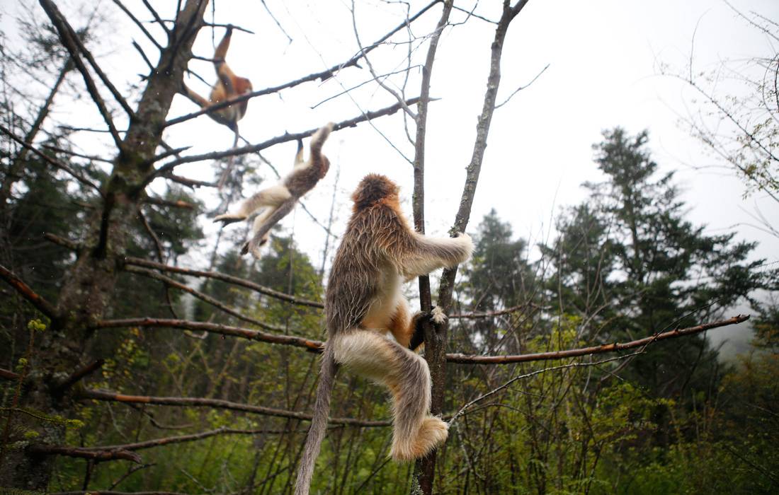 Protection des singes dorés par un Centre de recherche du Hubei