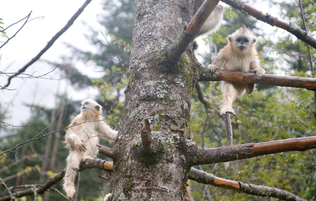 Protection des singes dorés par un Centre de recherche du Hubei