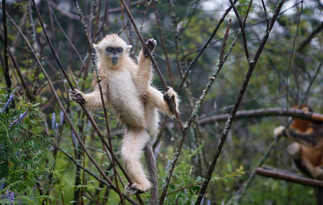 Protection des singes dorés par un Centre de recherche du Hubei