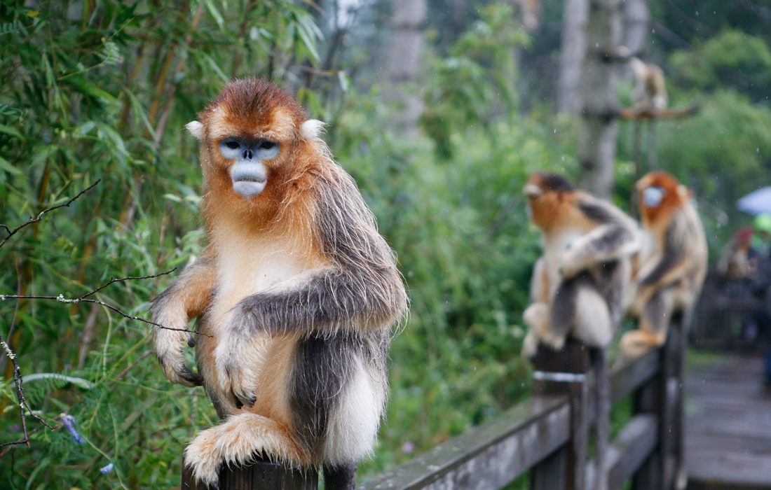 Protection des singes dorés par un Centre de recherche du Hubei