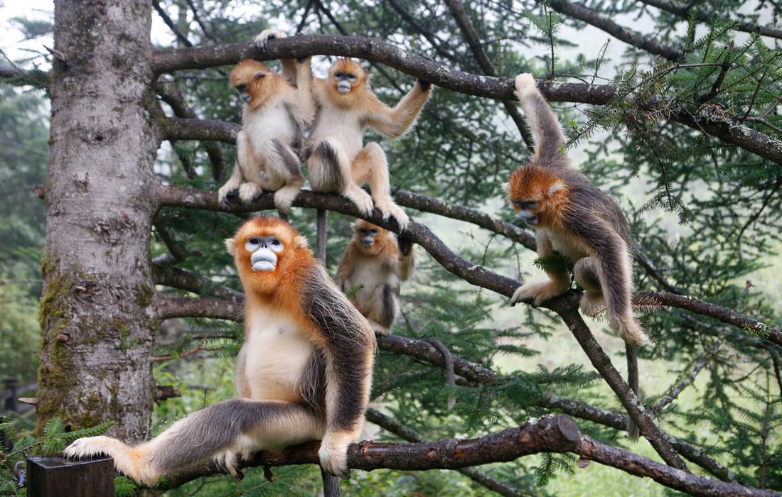 Protection des singes dorés par un Centre de recherche du Hubei