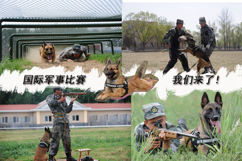 Des chiens chinois aux Jeux internationaux des Armées 2016