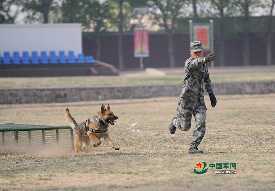 Des chiens chinois aux Jeux internationaux des Armées 2016